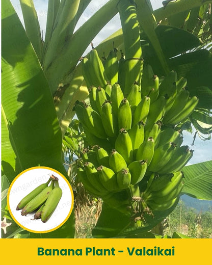 Banana Plant - Valaikai