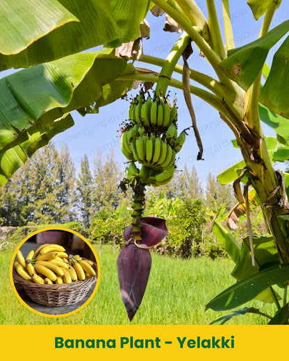 Banana Plant - Yelakki