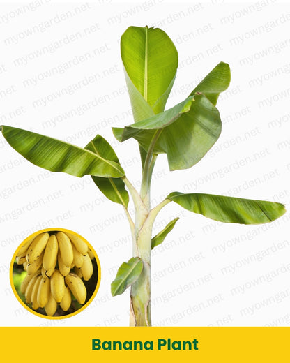 Banana Plant - Poovan