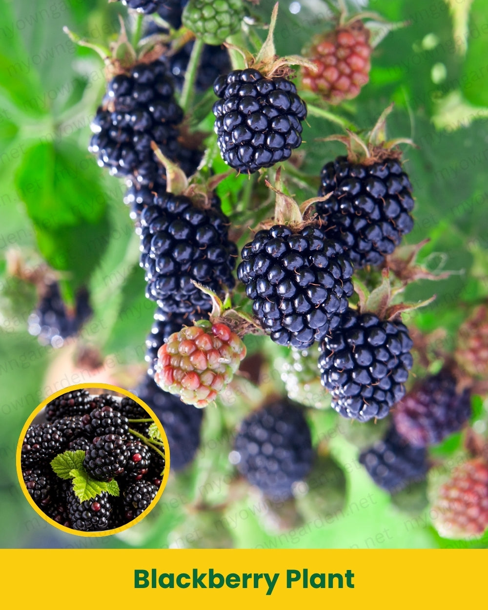 Blackberry Plant