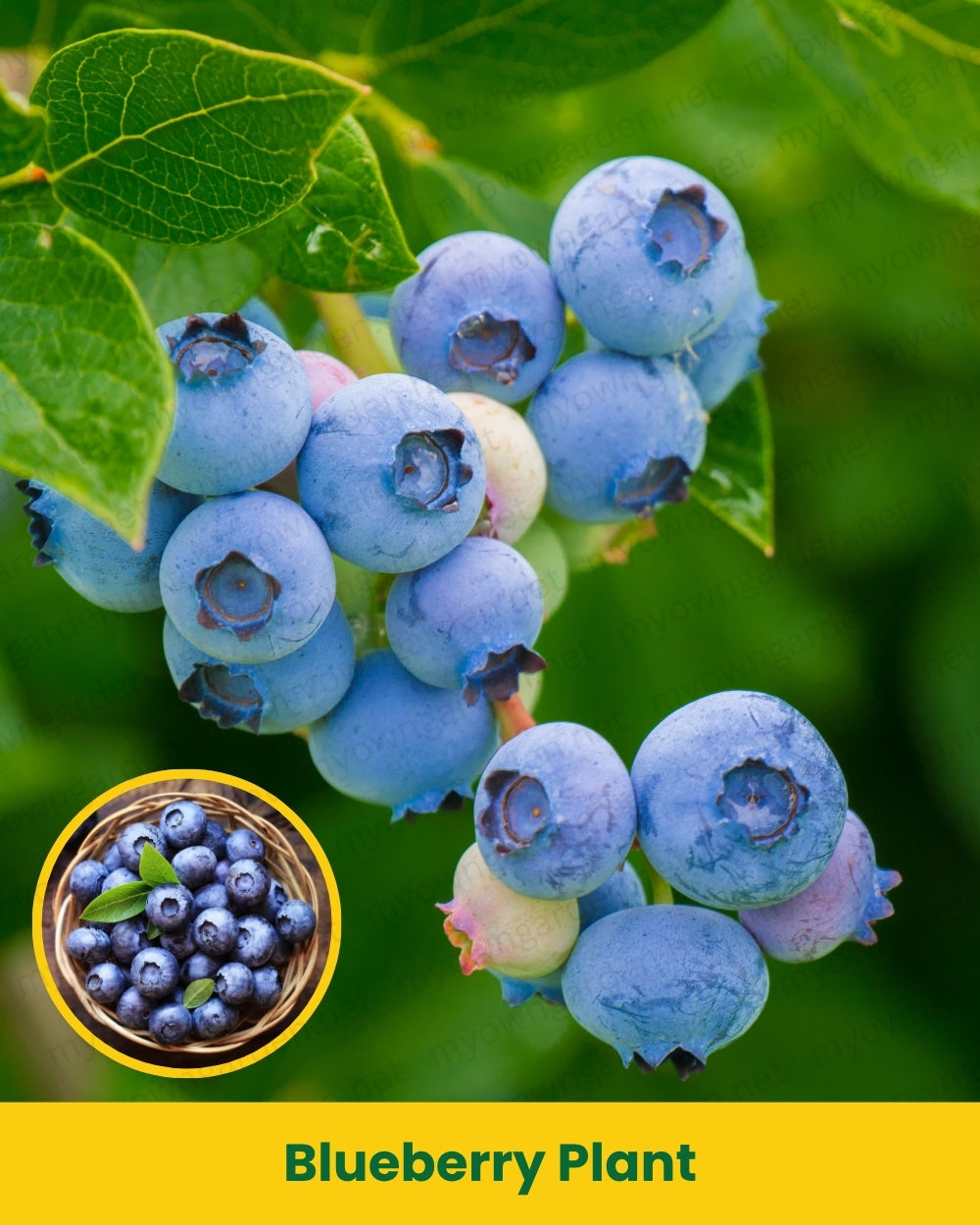 Blueberry Plant