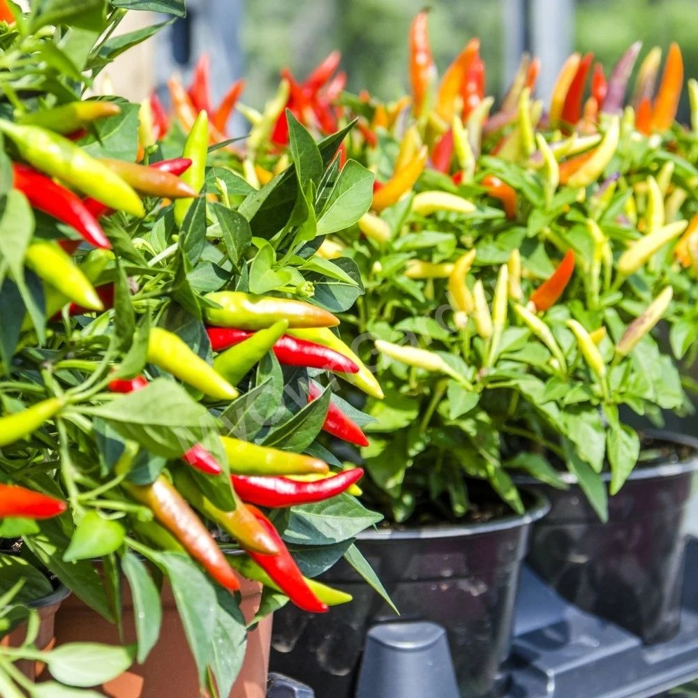 Chilli Ornamental (L) Seeds