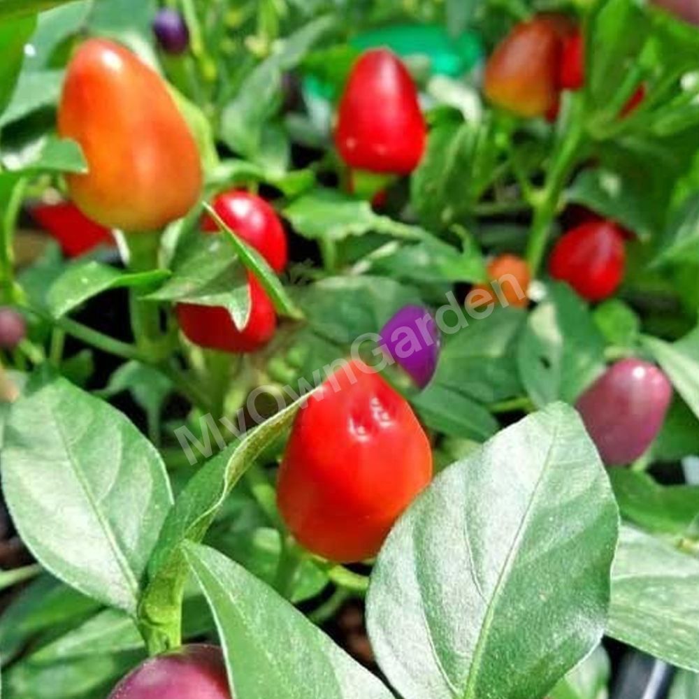 Chilli Ornamental (Round) Seeds