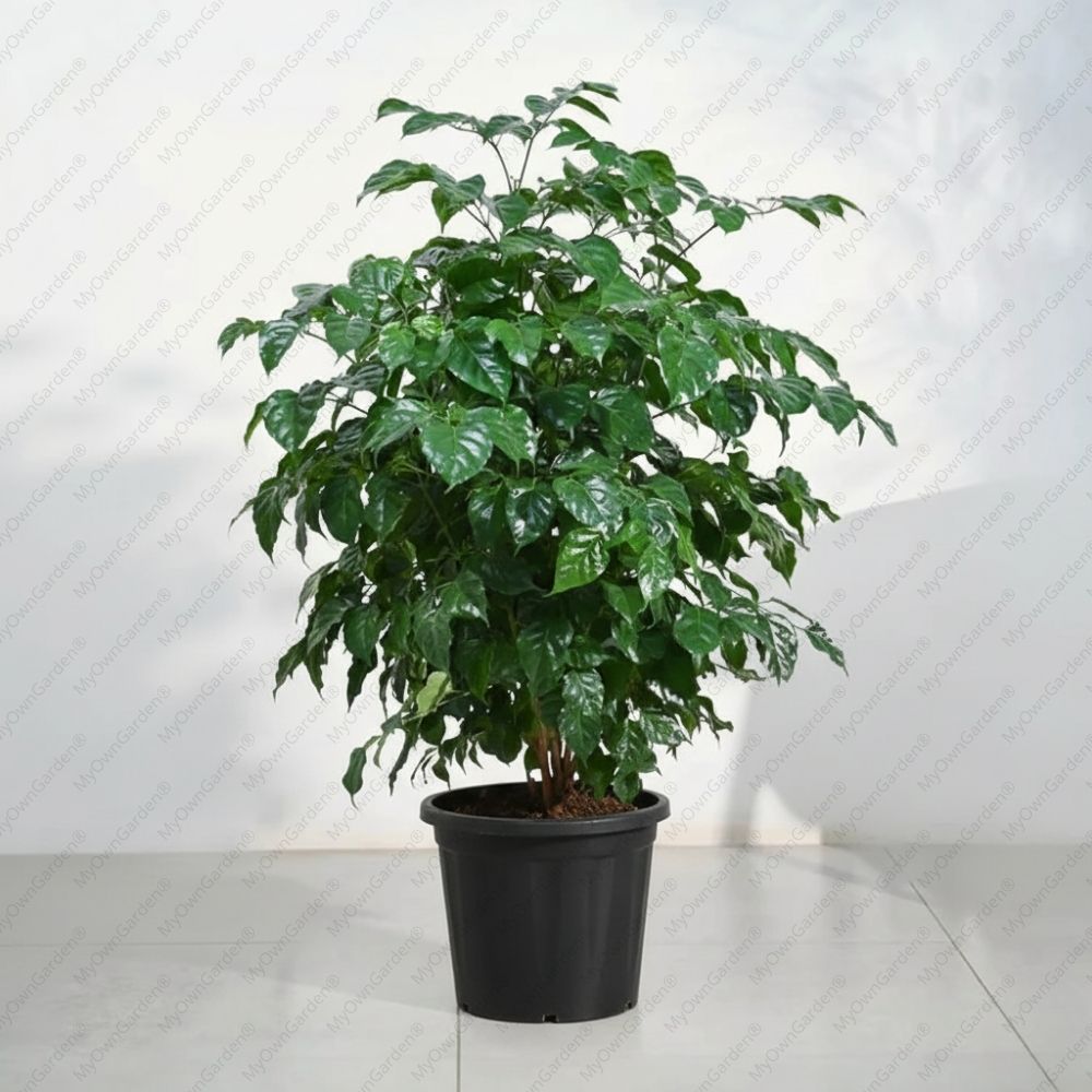 China Doll Plant XL