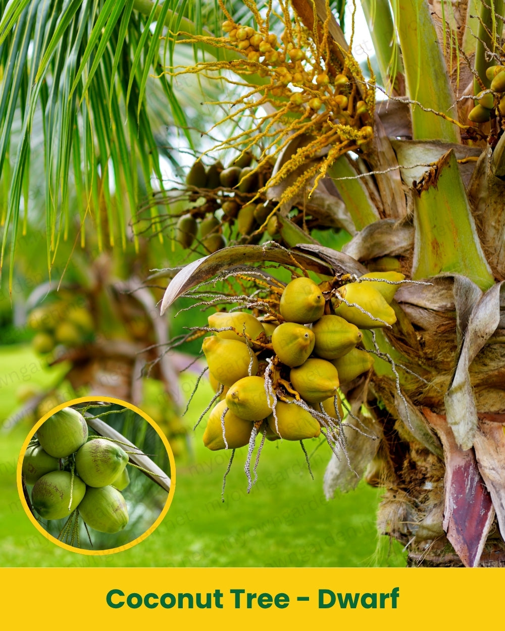 Coconut Tree - Dwarf