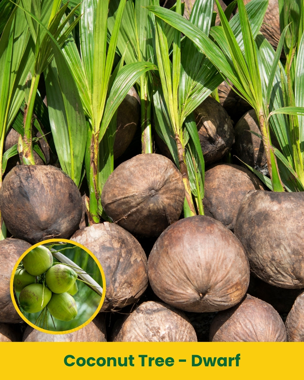 Coconut Tree - Dwarf