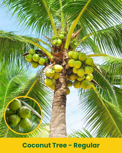 Coconut Tree Sapling – Regular