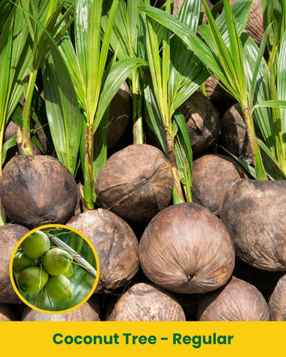 Coconut Tree Sapling – Regular