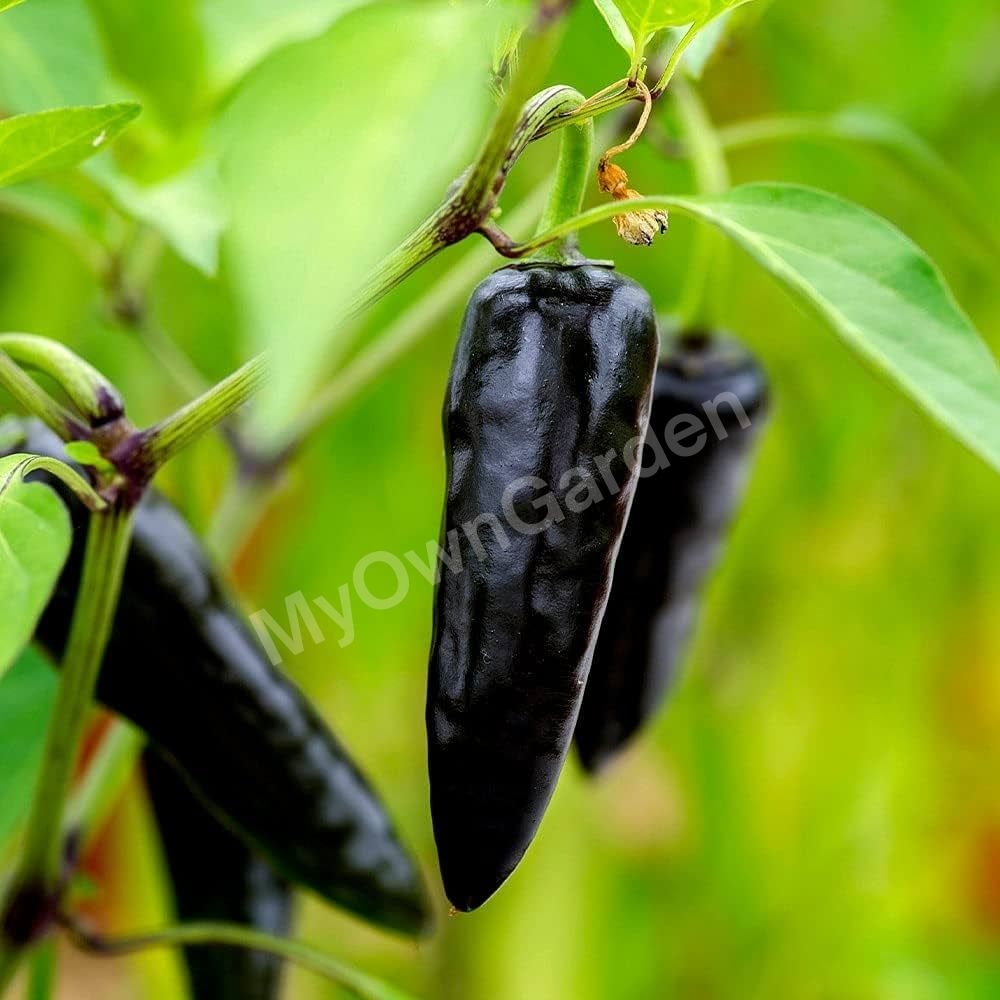 F1 Chilli - Black Beauty Seeds