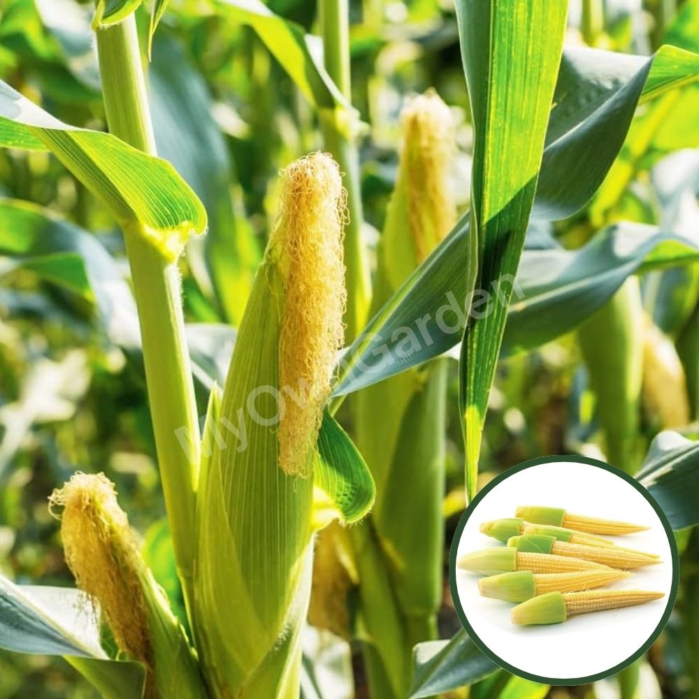 F1 Hybrid Baby Corn Seeds