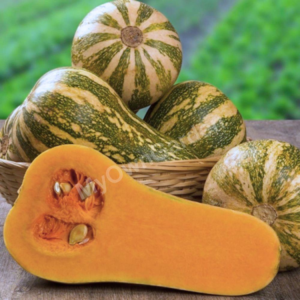 F1 Hybrid Butternut Seeds