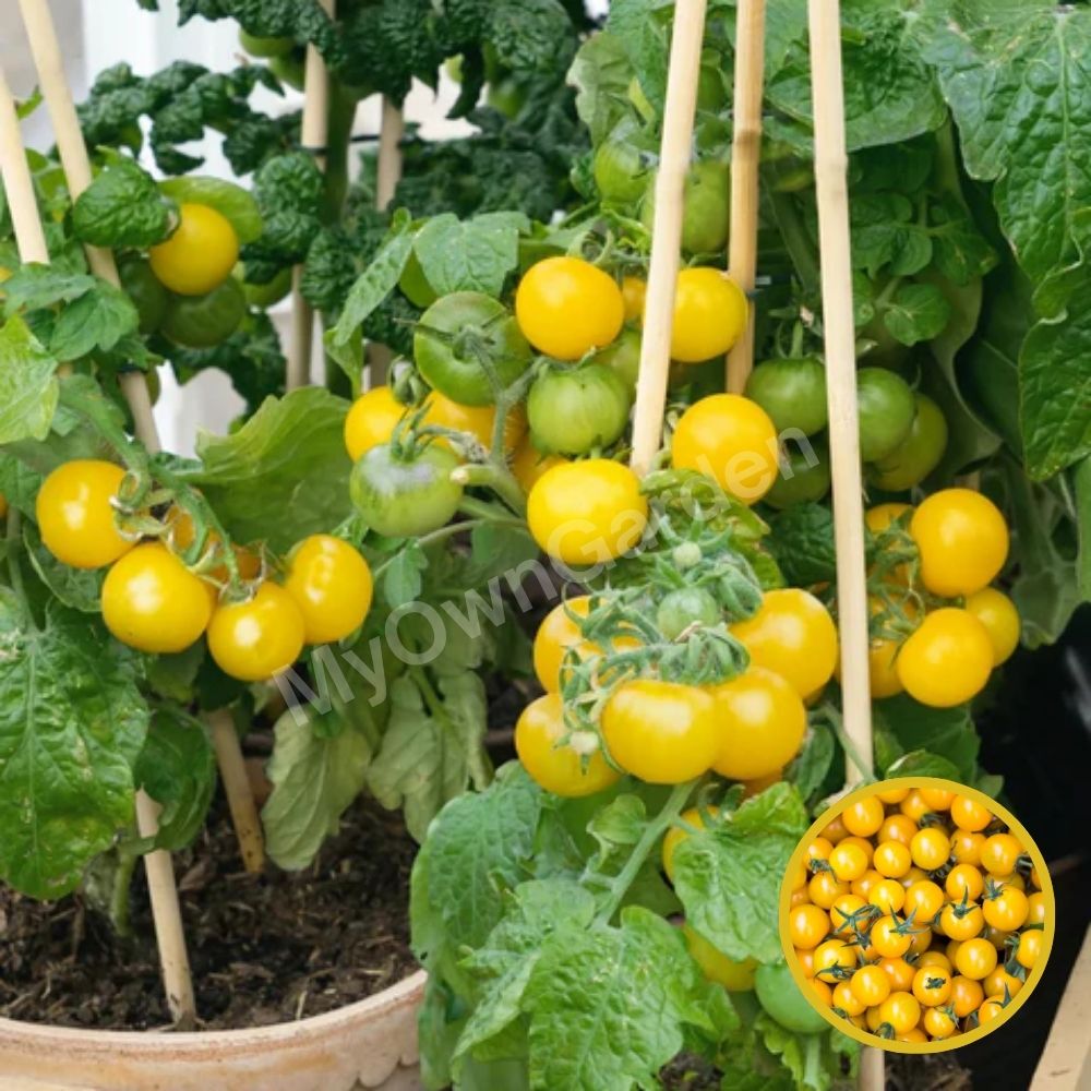 F1 Hybrid Tomato Yellow Seeds