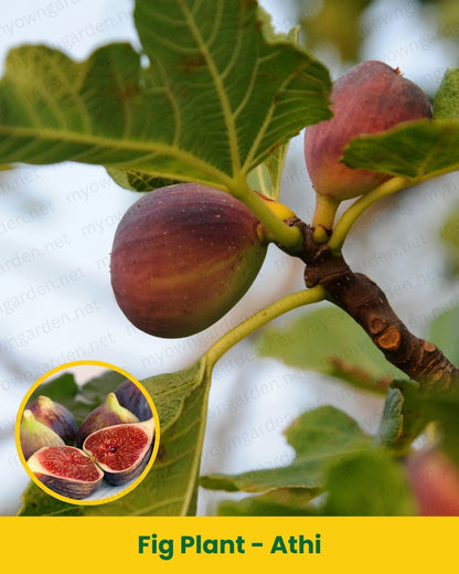Fig Plant - Athi