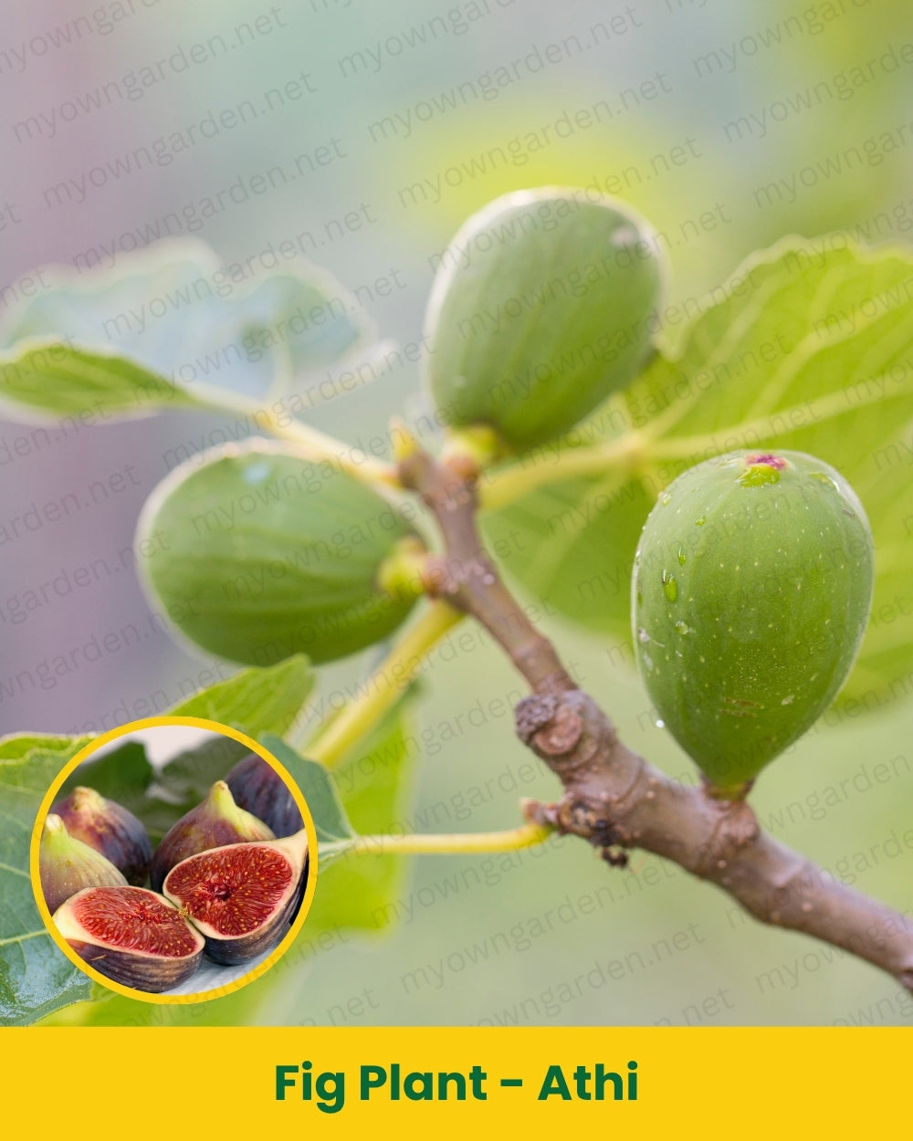 Fig Plant - Athi