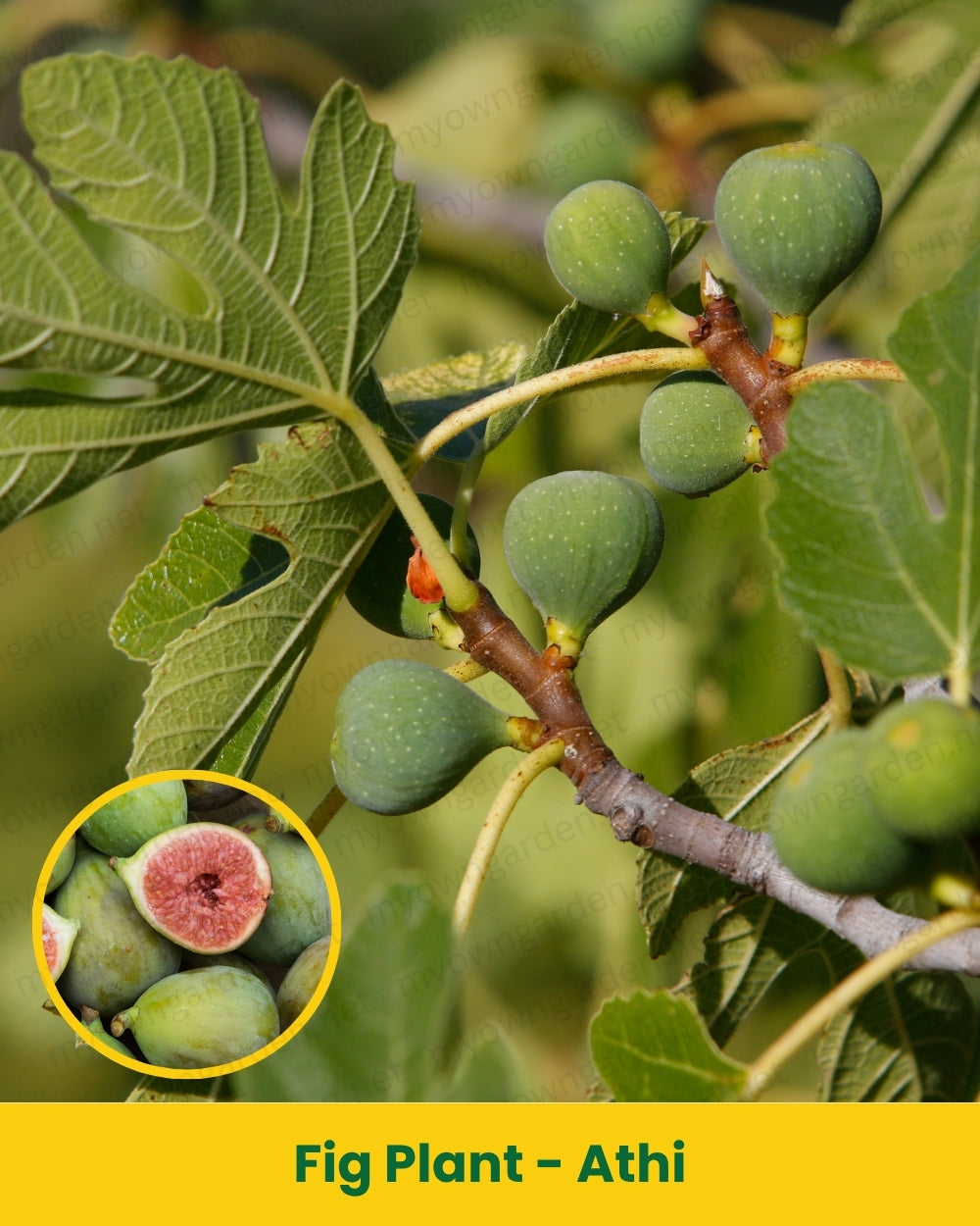 Fig Plant - Athi