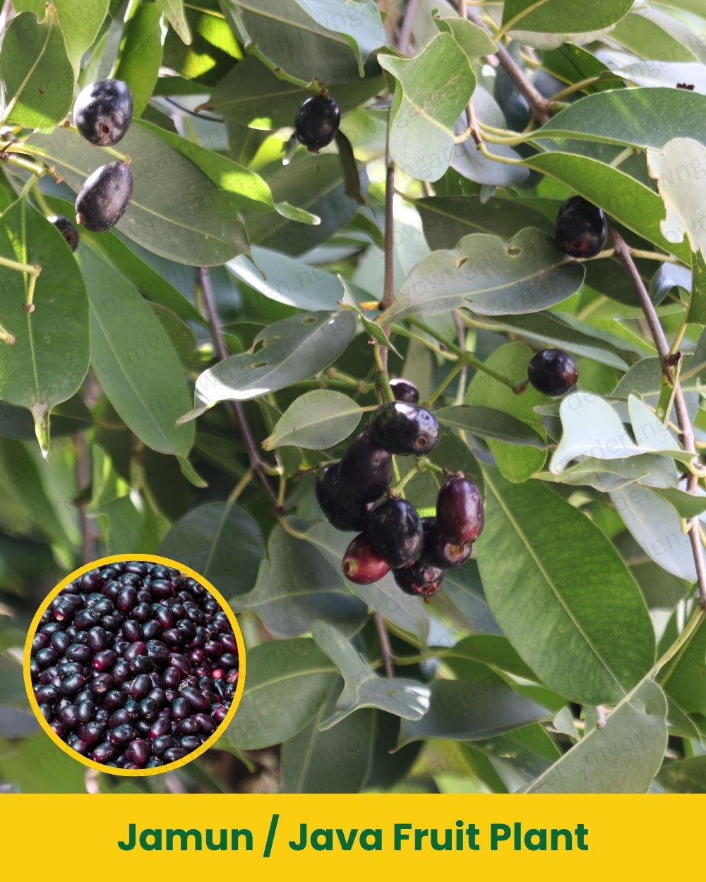 Jamun _ Java Fruit Plant