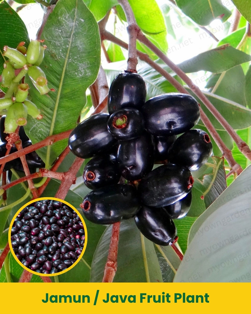 Jamun _ Java Fruit Plant
