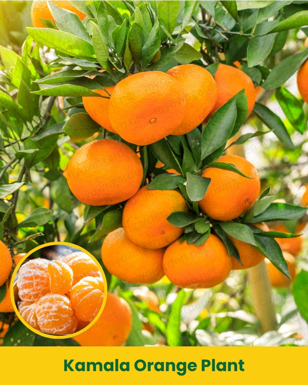 Kamala Orange Plant