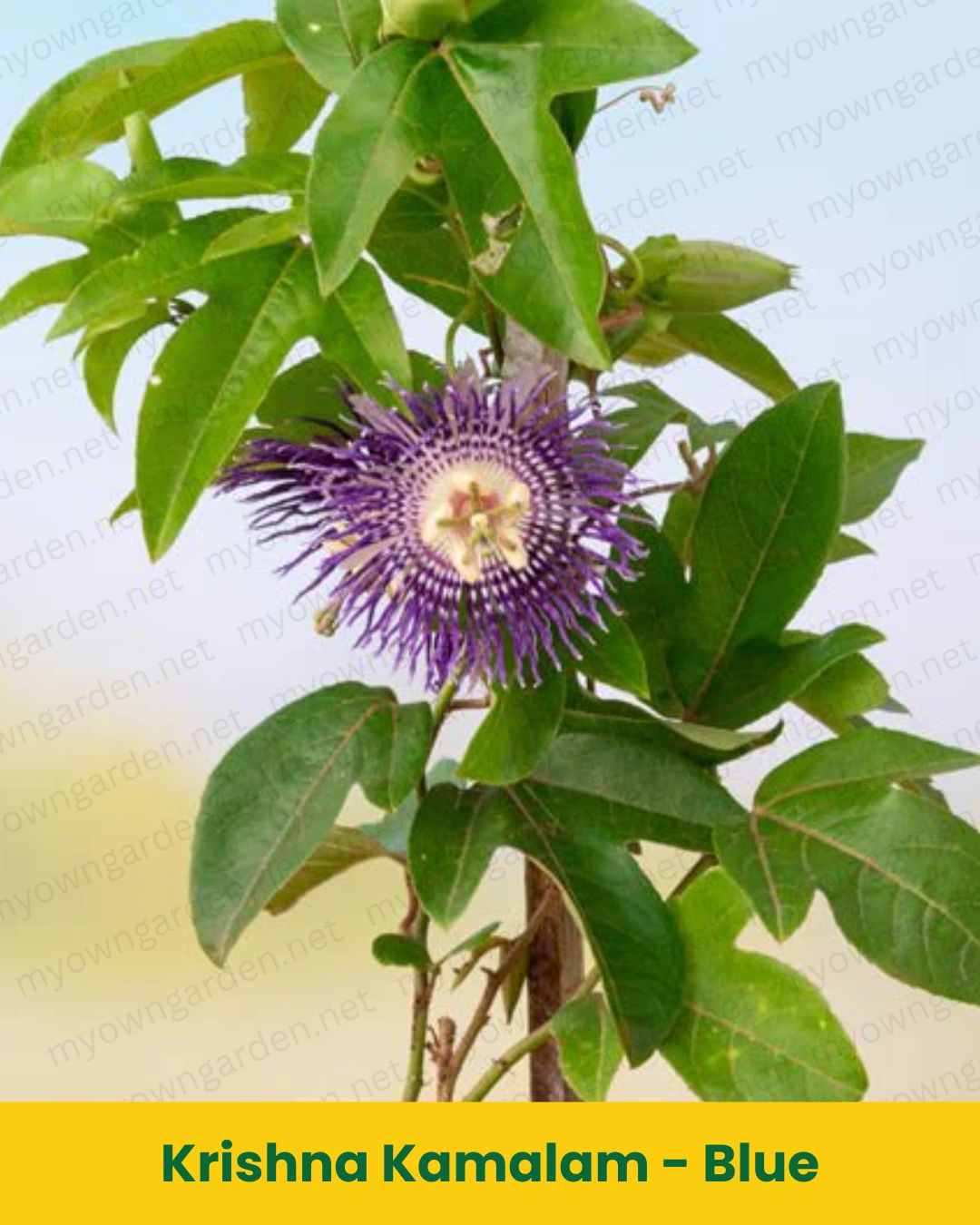 Krishna Kamalam Plant (Blue Passion Flower) – Exotic Climbing Flowering Plant