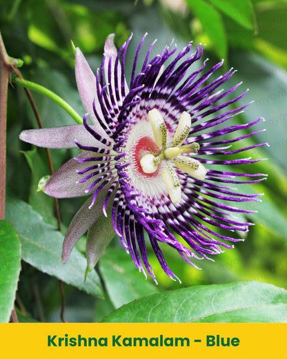 Krishna Kamalam Plant (Blue Passion Flower) – Exotic Climbing Flowering Plant