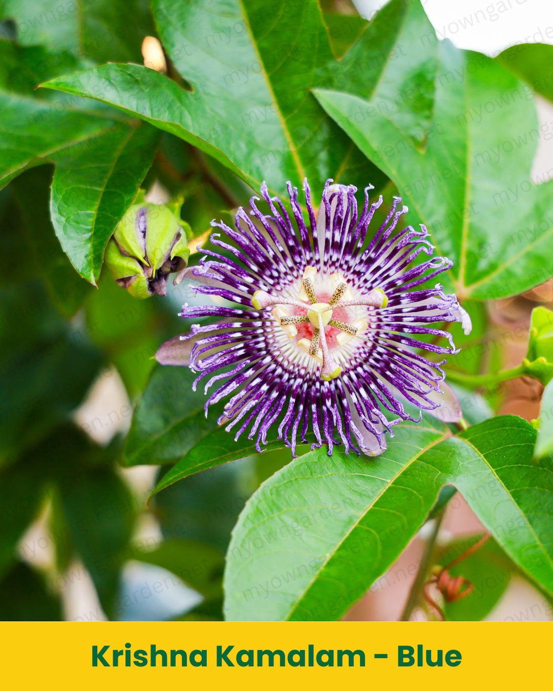 Krishna Kamalam Plant (Blue Passion Flower) – Exotic Climbing Flowering Plant
