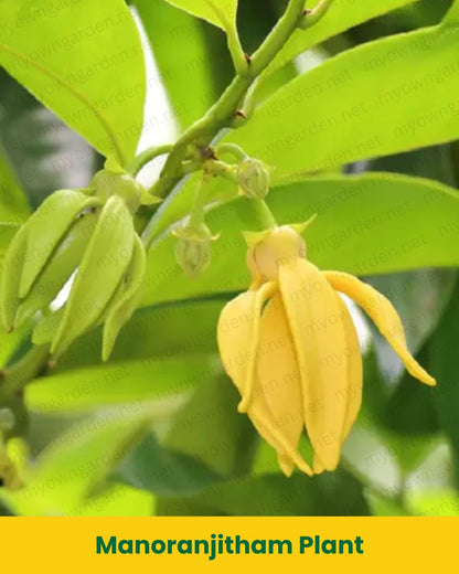 Manoranjitham Plant (Climbing Ylang-Ylang / Artabotrys hexapetalus) – Highly Fragrant Flowering Vine