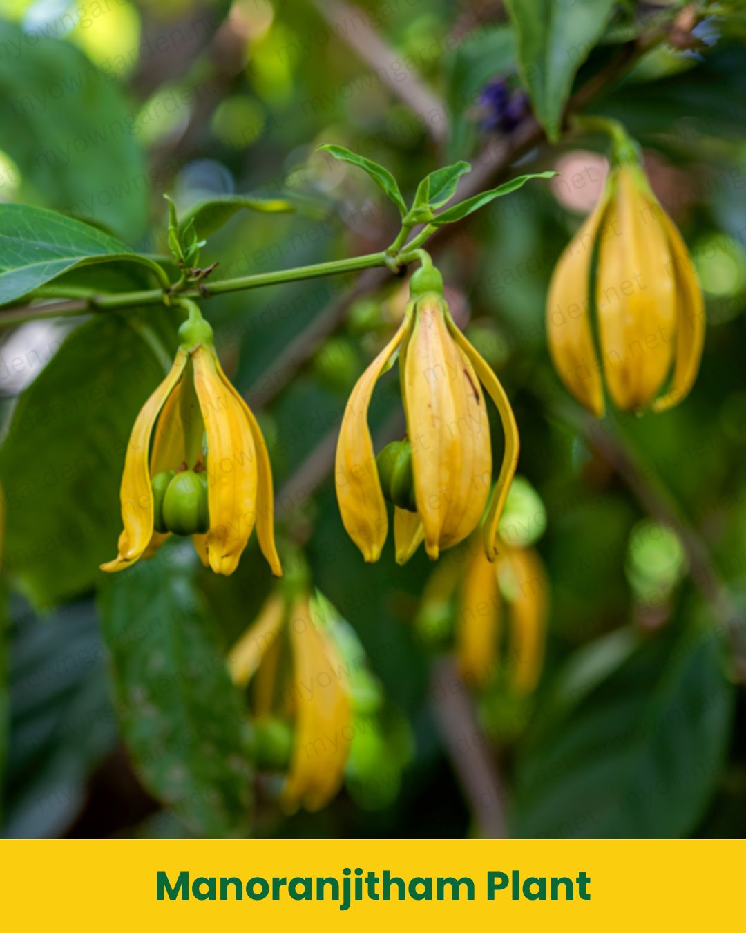Manoranjitham Plant (Climbing Ylang-Ylang / Artabotrys hexapetalus) – Highly Fragrant Flowering Vine