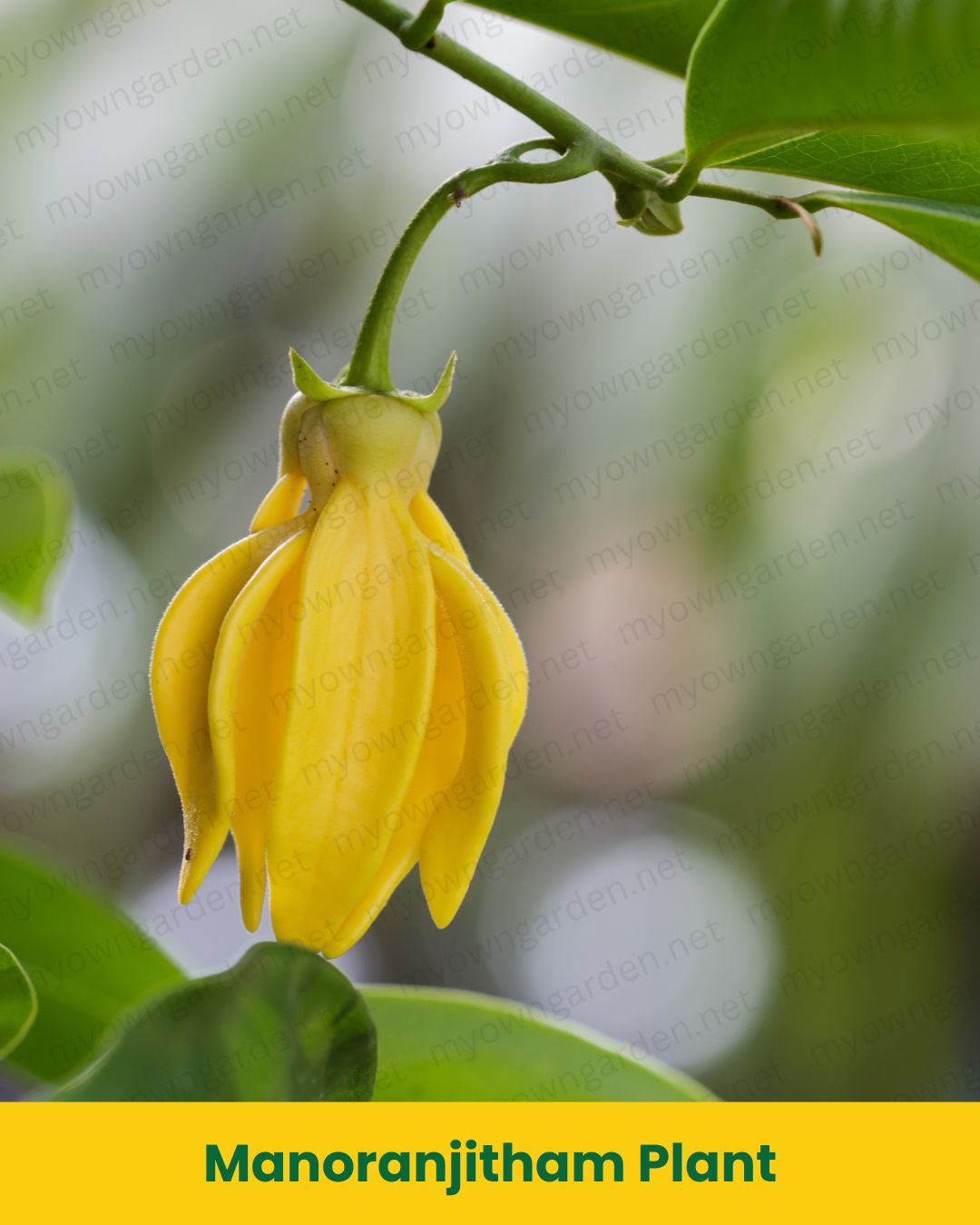 Manoranjitham Plant (Climbing Ylang-Ylang / Artabotrys hexapetalus) – Highly Fragrant Flowering Vine