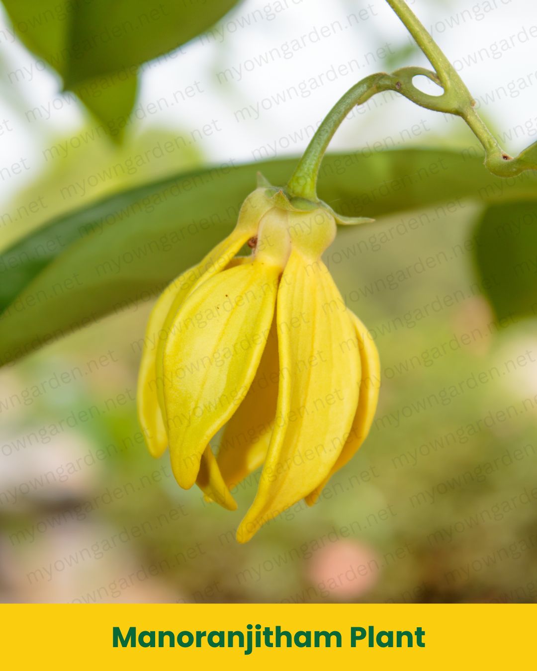 Manoranjitham Plant (Climbing Ylang-Ylang / Artabotrys hexapetalus) – Highly Fragrant Flowering Vine