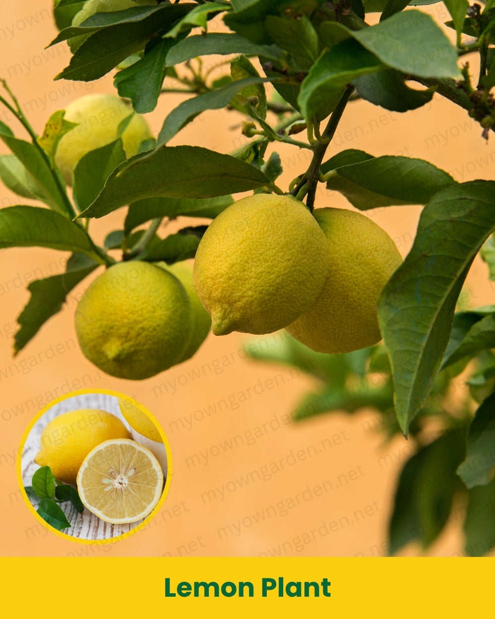 Lemon Plant