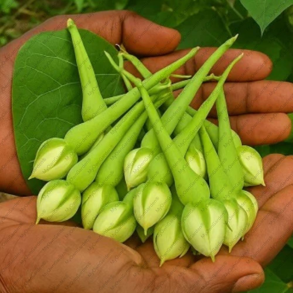 Mookuthi Avarai Seeds