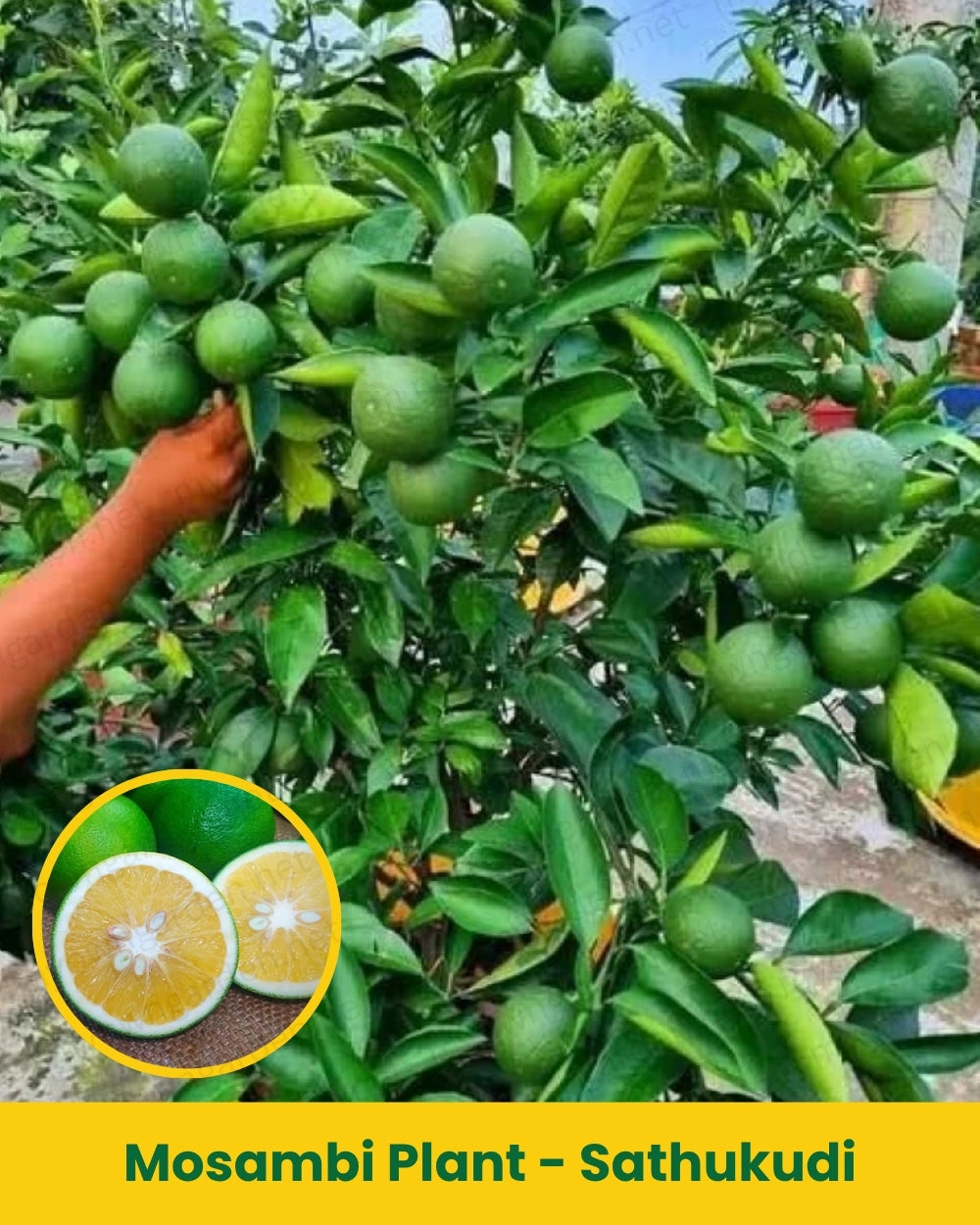 Mosambi Plant - Sathukudi