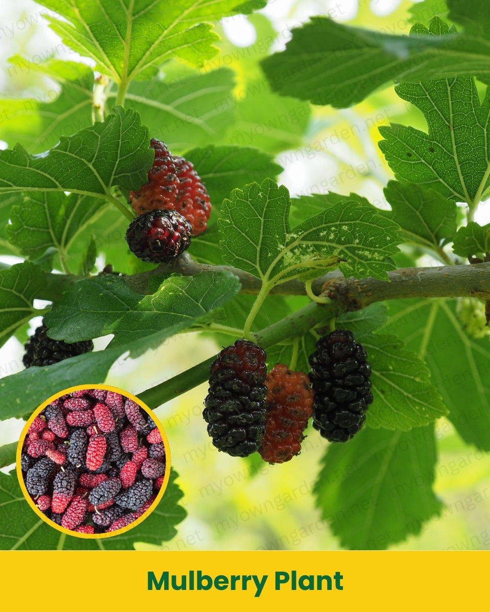 Mulberry Plant