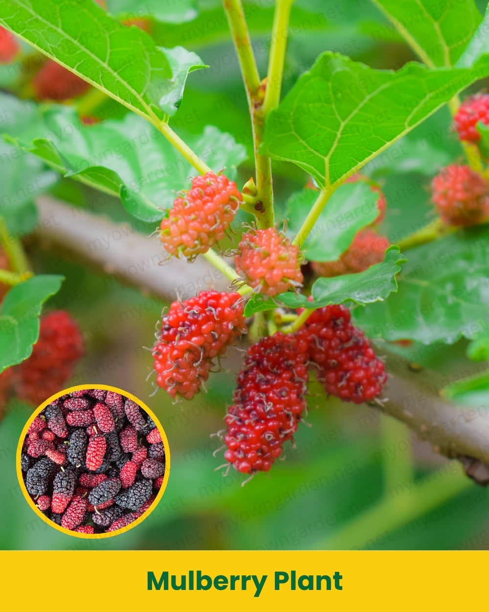 Mulberry Plant