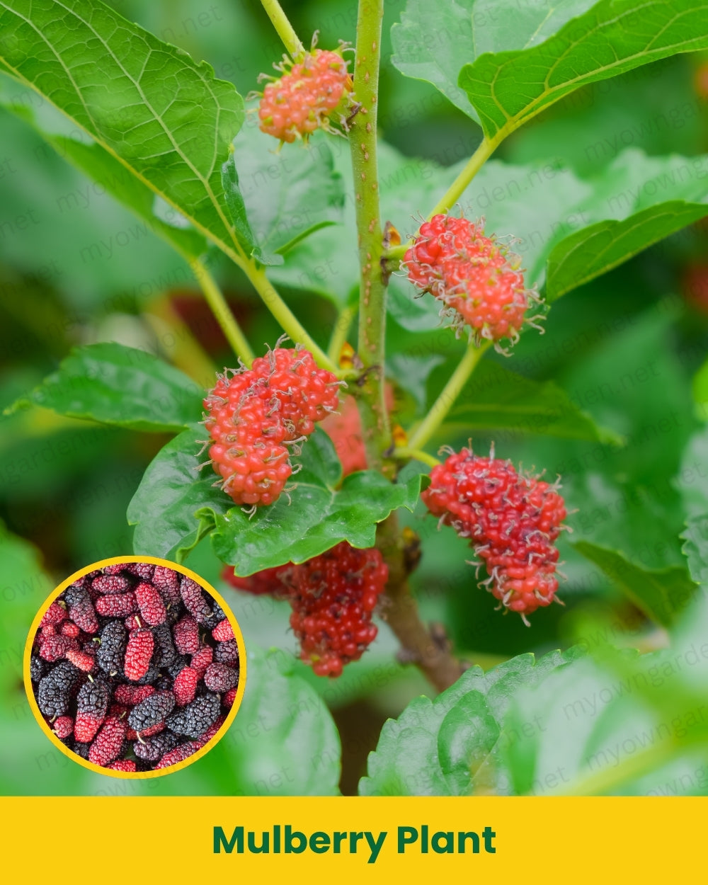 Mulberry Plant