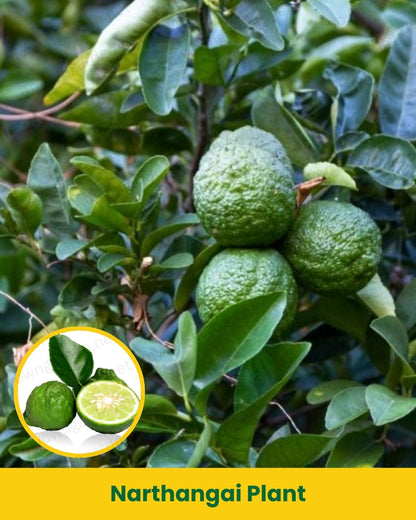 Narthangai Plant