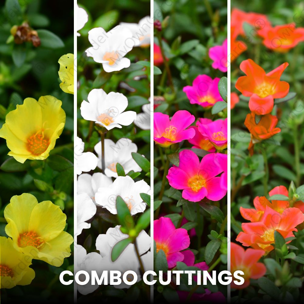 Portulaca Plant Cuttings - Table Rose - Combo (Single Petals)