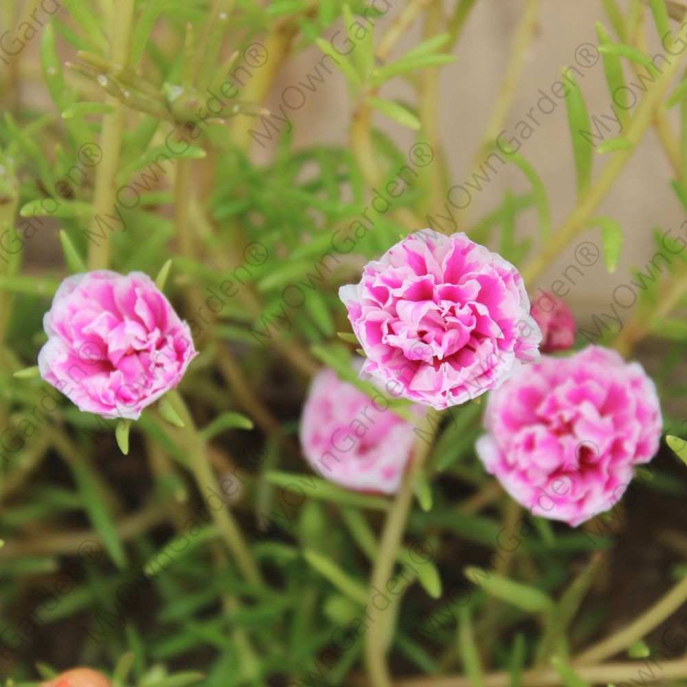 Portulaca Plant - Table Rose - Double Color