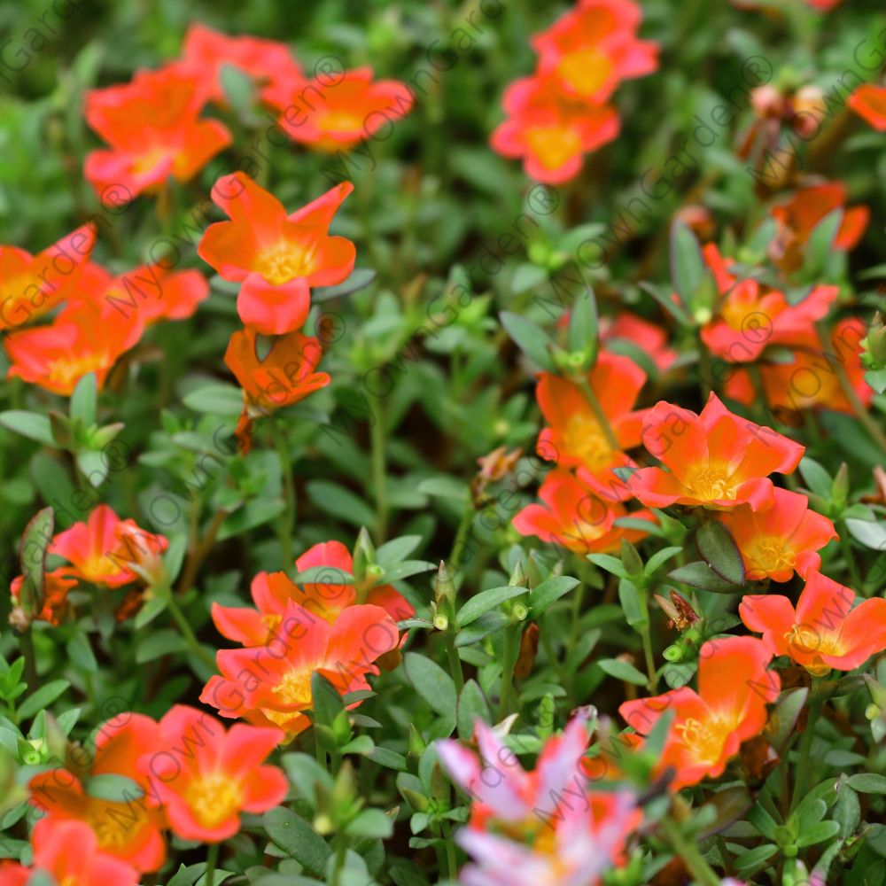 Portulaca Plant - Table Rose - Orange