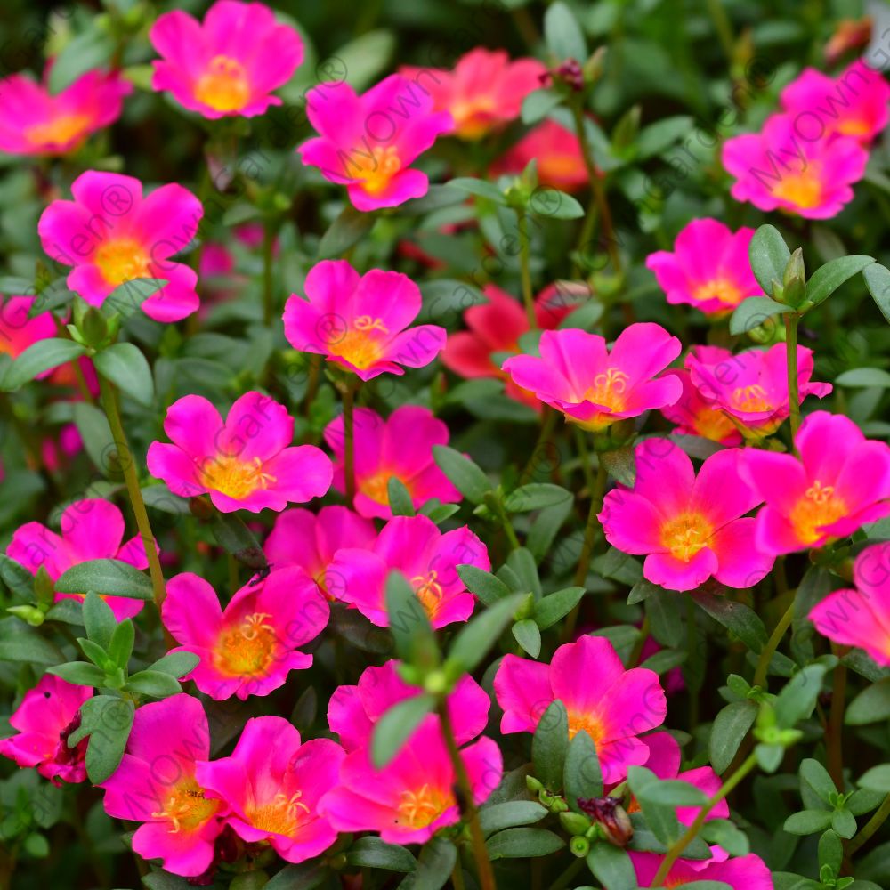 Portulaca Plant - Table Rose - Pink