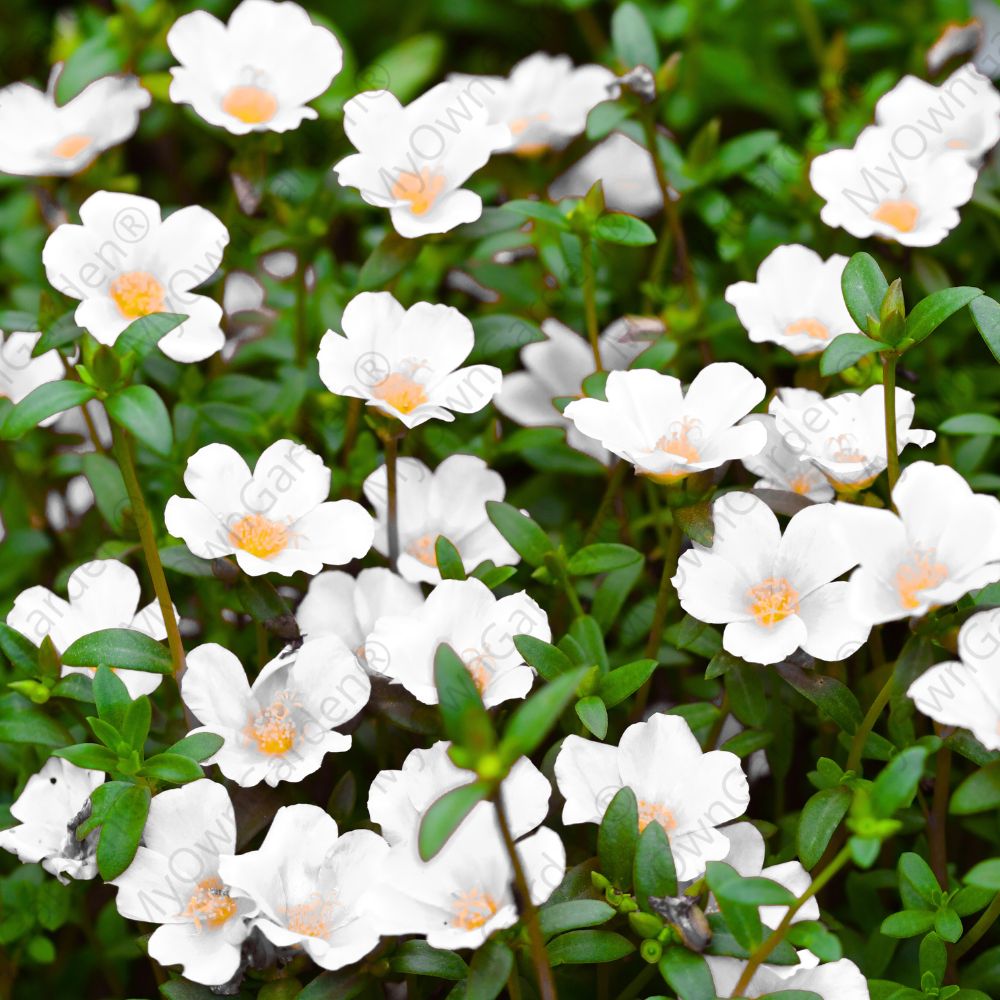 Portulaca Plant - Table Rose - White