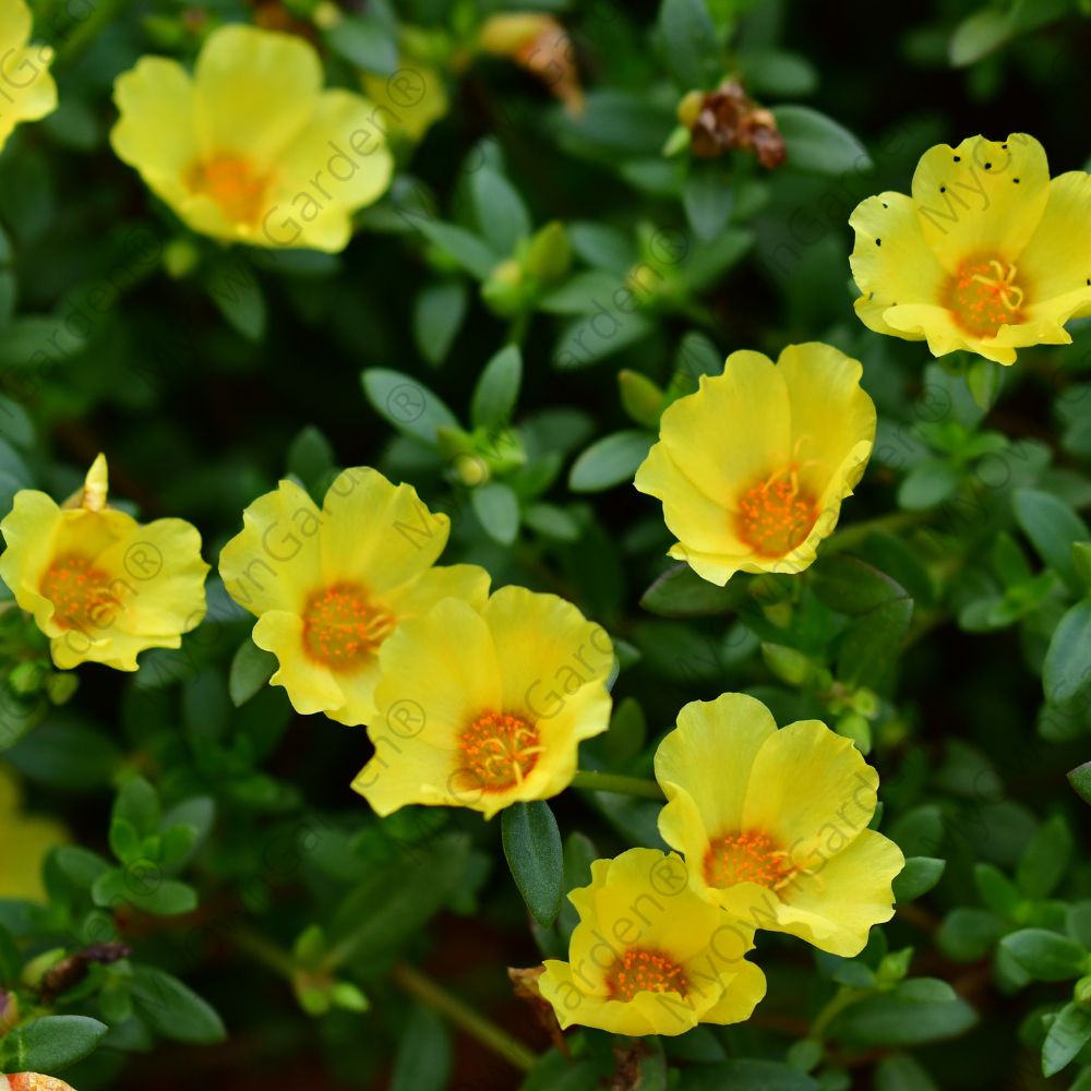 Portulaca Plant - Table Rose - Yellow