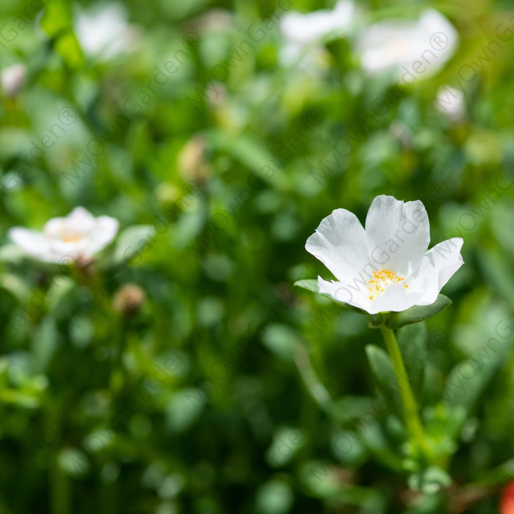 Portulaca Plant - Table Rose - White