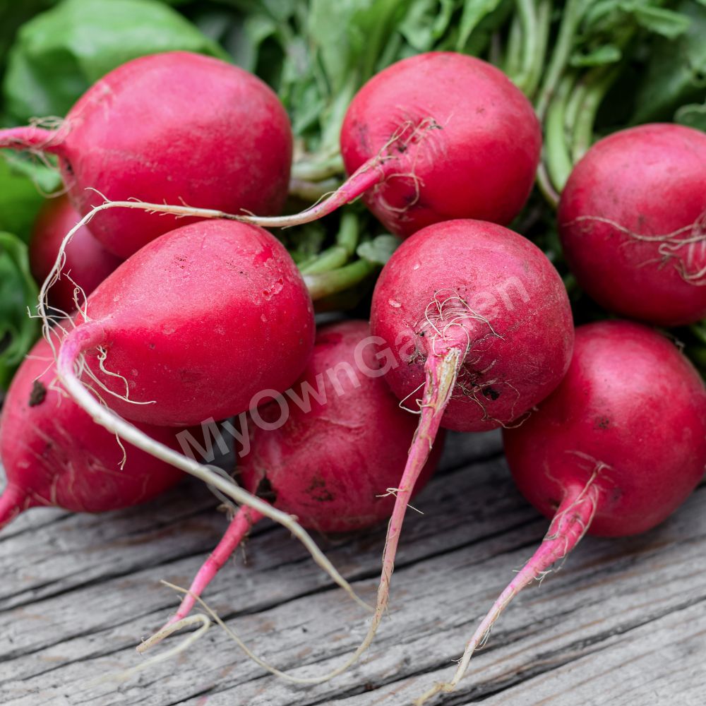 Radish Red Ball Seeds