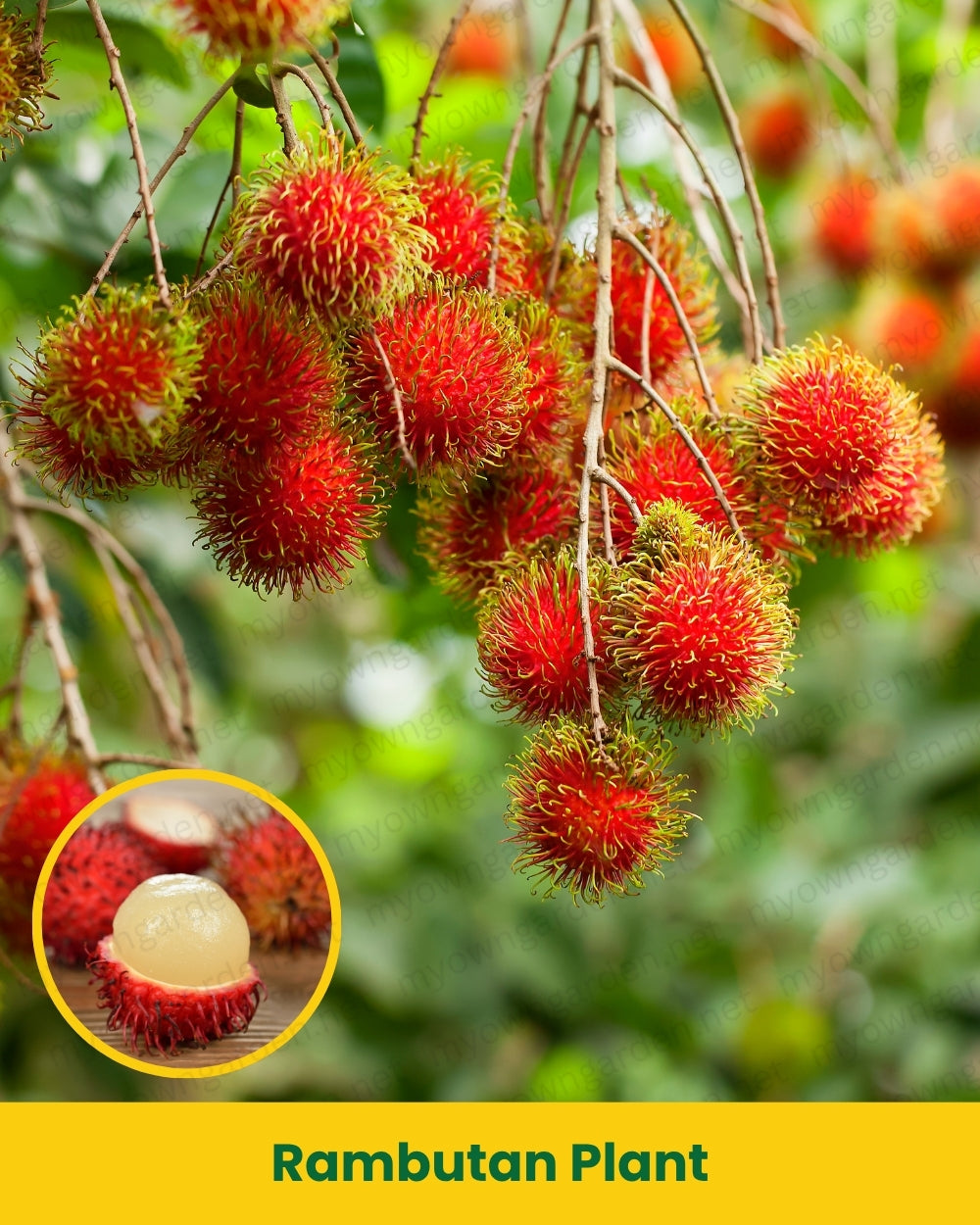 Rambutan Plant