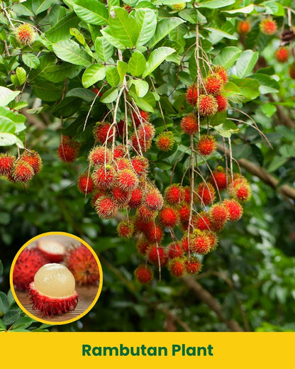 Rambutan Plant