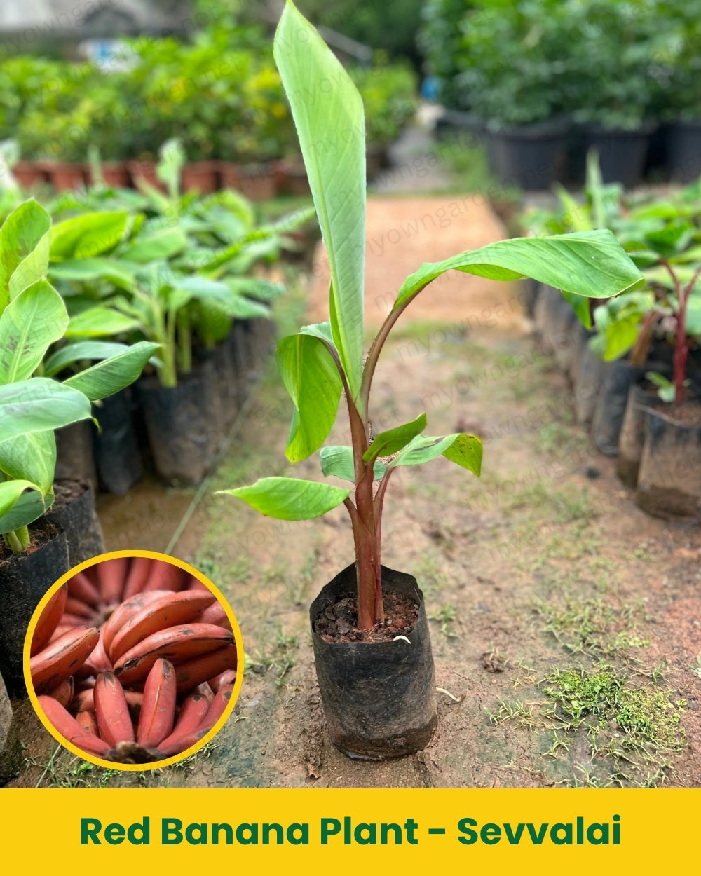 Red Banana Plant - Sevvalai