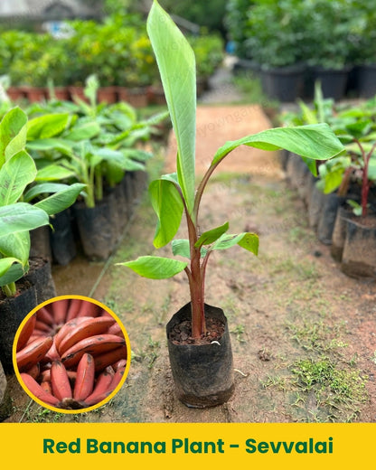Red Banana Plant - Sevvalai