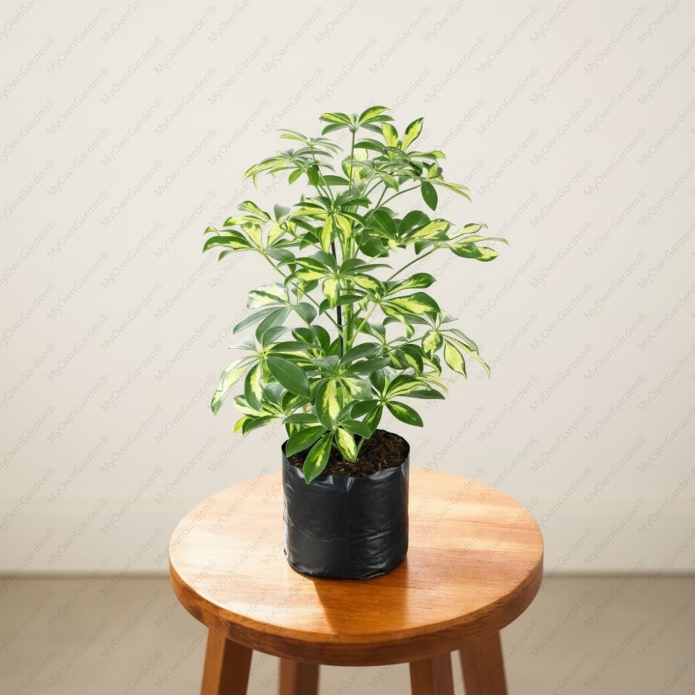 Schefflera Variegated Plant - Dwarf Umbrella Plant