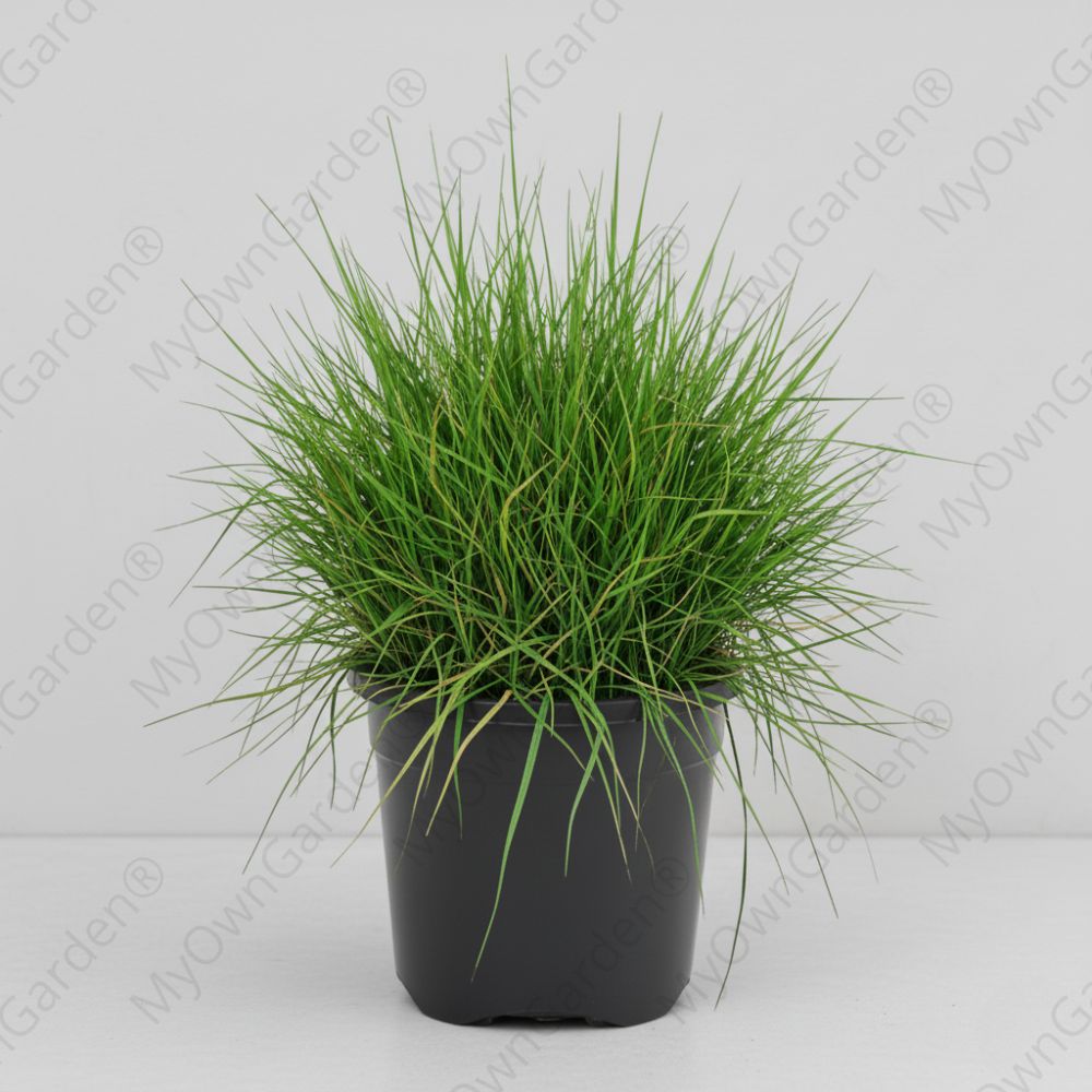 Scutch Grass Plant - Arugampul
